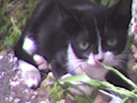 myao